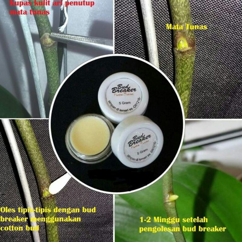 Bud Breaker Keiki Paste Salep Penumbuh Tunas Anggrek 5 Gram