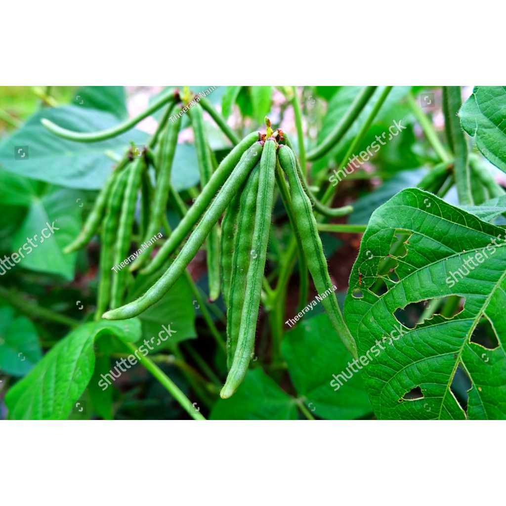 SC BENIH KACANG HIJAU VIMA