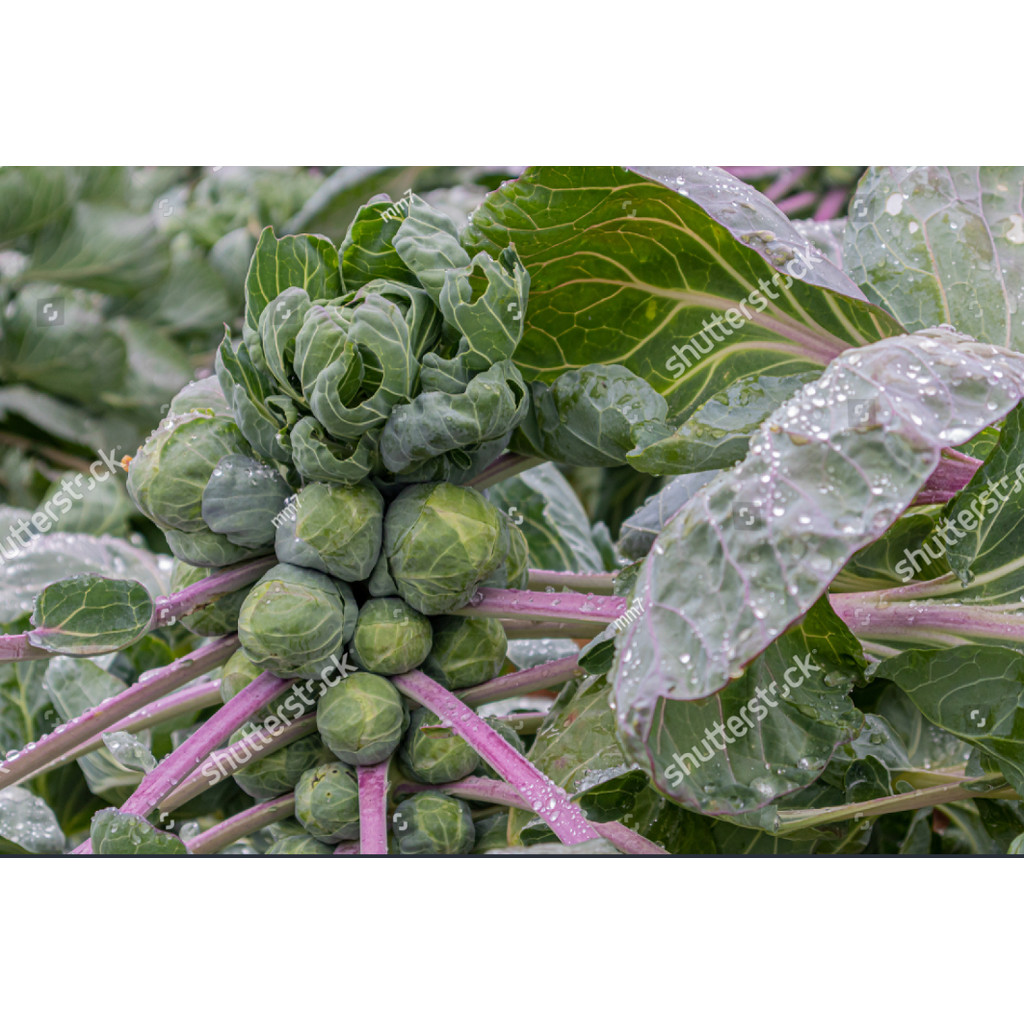 NEW Benih  bibit Kubis Mini