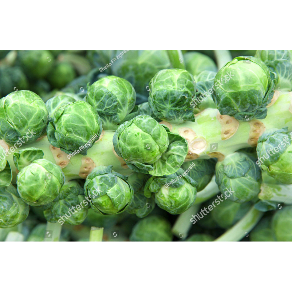 BDG Benih  bibit Kubis Mini