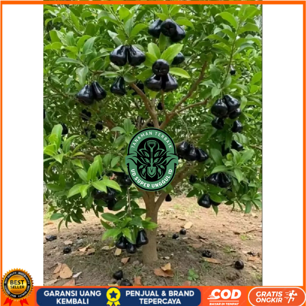 Bibit jambu air black guava//bibit jambu air hitam siap berbuah UD_SUPER_UNGGUL_ID