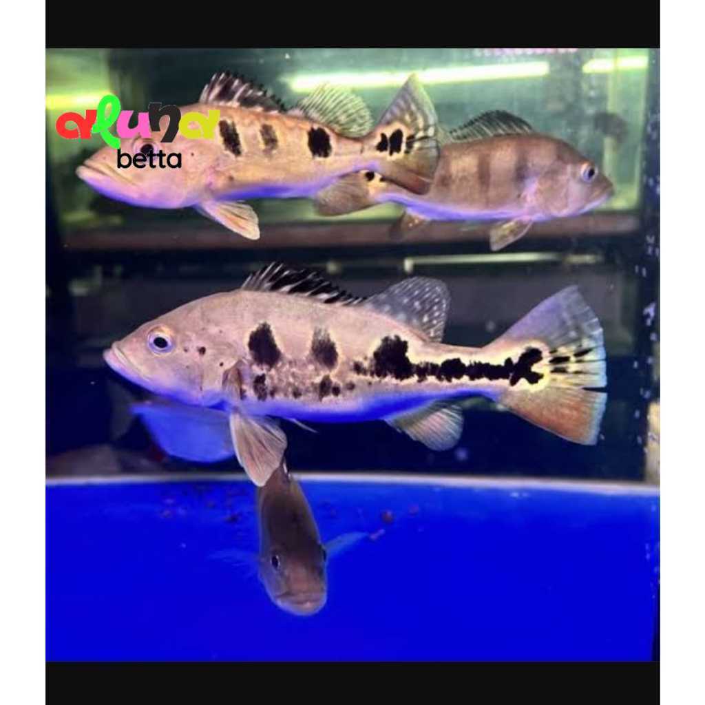 Limited Edition Pbass Brocopondo 6-7 cm Akuarium Murah