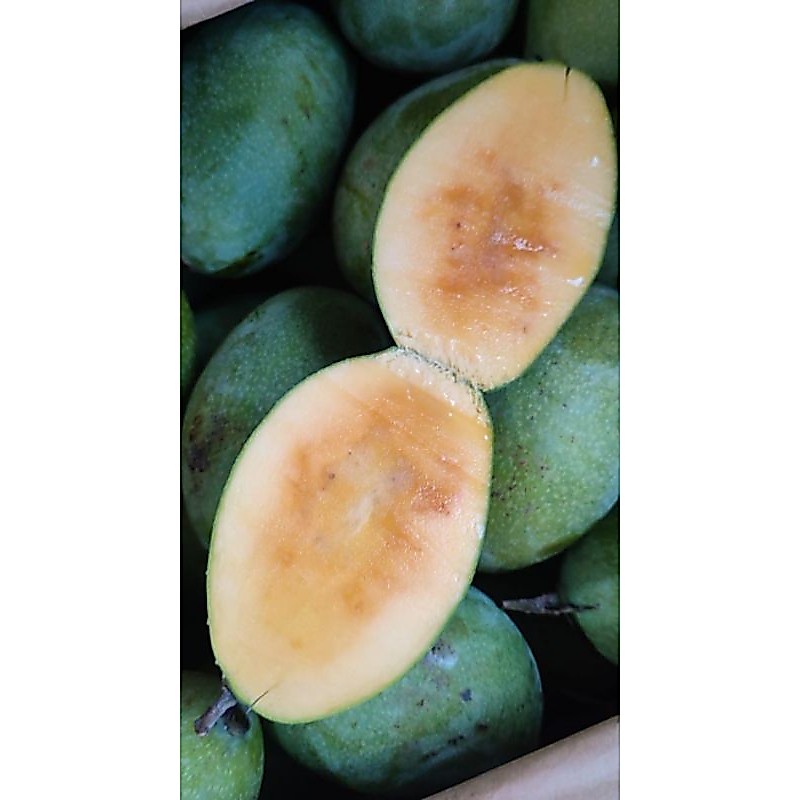 MANGGA MANALAGI | Promo mangga madu | mangga manis | manalagi per kilo | mangga manalagi