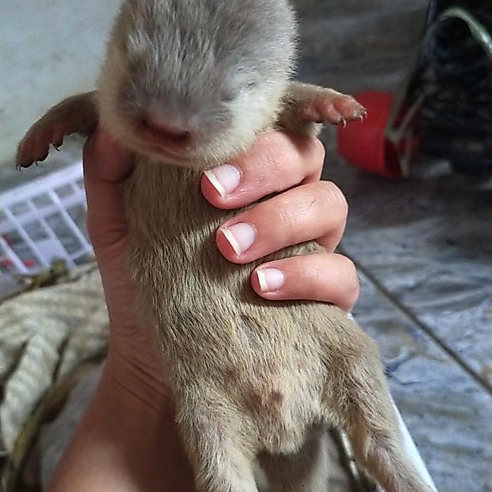 Viva - Baby Otter / Berang Berang
