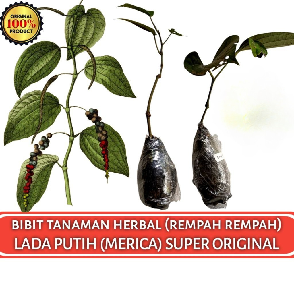 Bibit Tanaman Lada Putih (Merica) Super Siap Tanam bibit unggul lada perdu dan rambat.Mawshop17