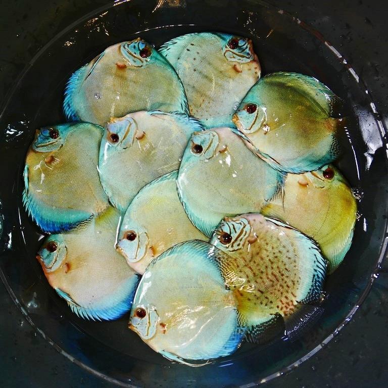 Ikan Discus Blue Cobalt 4 inch | Kualitas Premium
