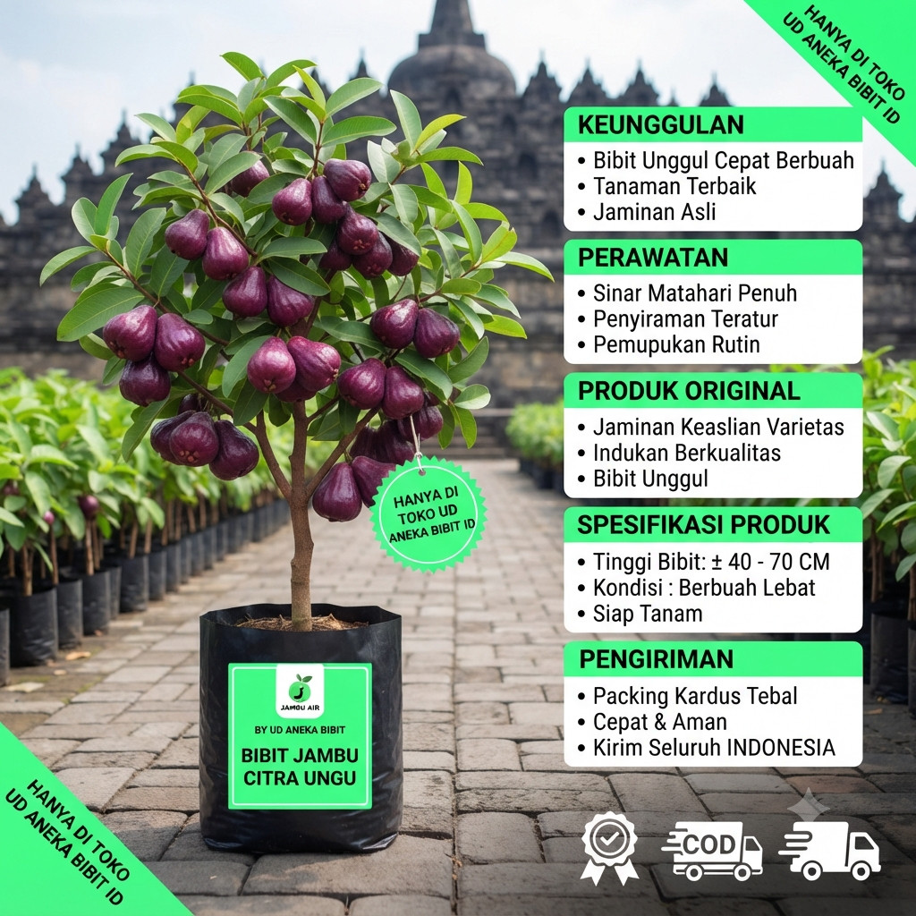 Bibit Jambu Citra Ungu Hasil Okulasi | Jambu Air Ungu UD ANEKA BIBIT ID