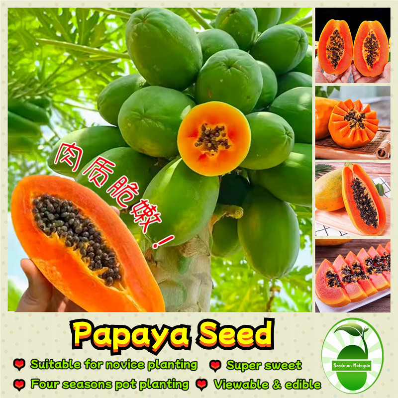 Sweet Papaya Seeds for Planting (10 pcs/pack) Buto Ng Papaya Fruit Seeds Bonsai Papaya Seeds Easy To