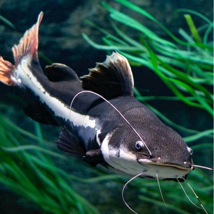 RTC 10 -13 cm ikan lele amazon Elegan, Agresif dan Predator koleksi Aquarium atau kolam Berkualitas