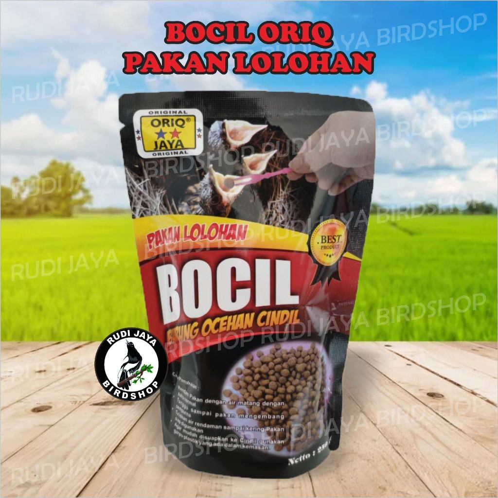 BOCIL ORIQ PAKAN LOLOHAN MAKANAN ANAKAN BURUNG CINDIL LOLOH PIYIK TROTOL BURUNG MURAI KACER PLECI