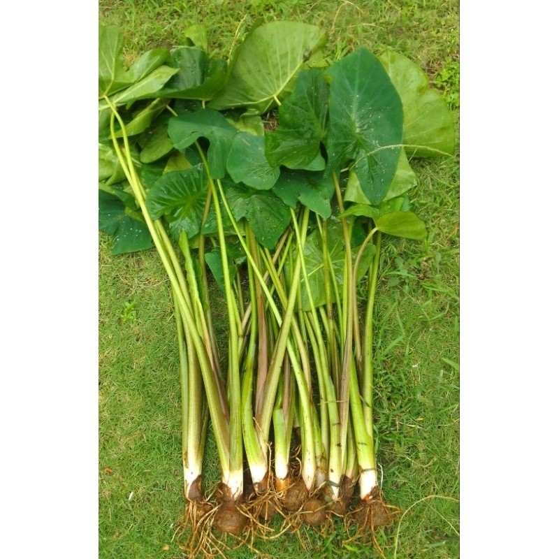 PAKET 10 BIBIT TALAS PRATAMA 2 BERLIAN (TALAS BOGOR P2)