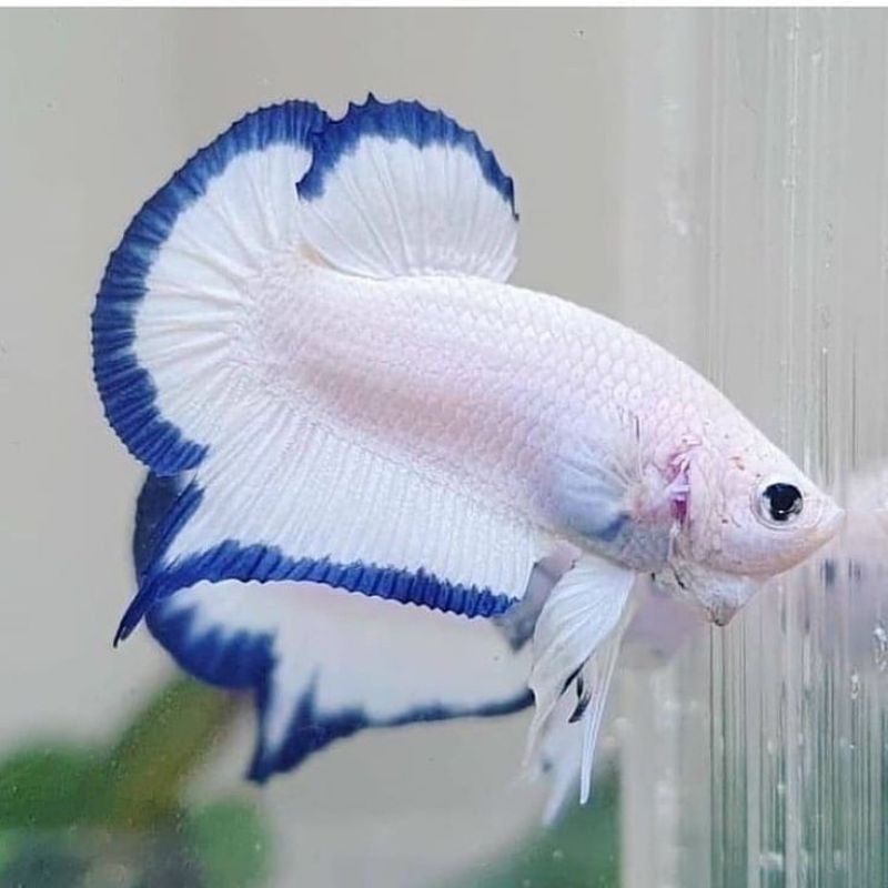 Live Pk Blue Rim femake  Cupang Betina Plastik Size M