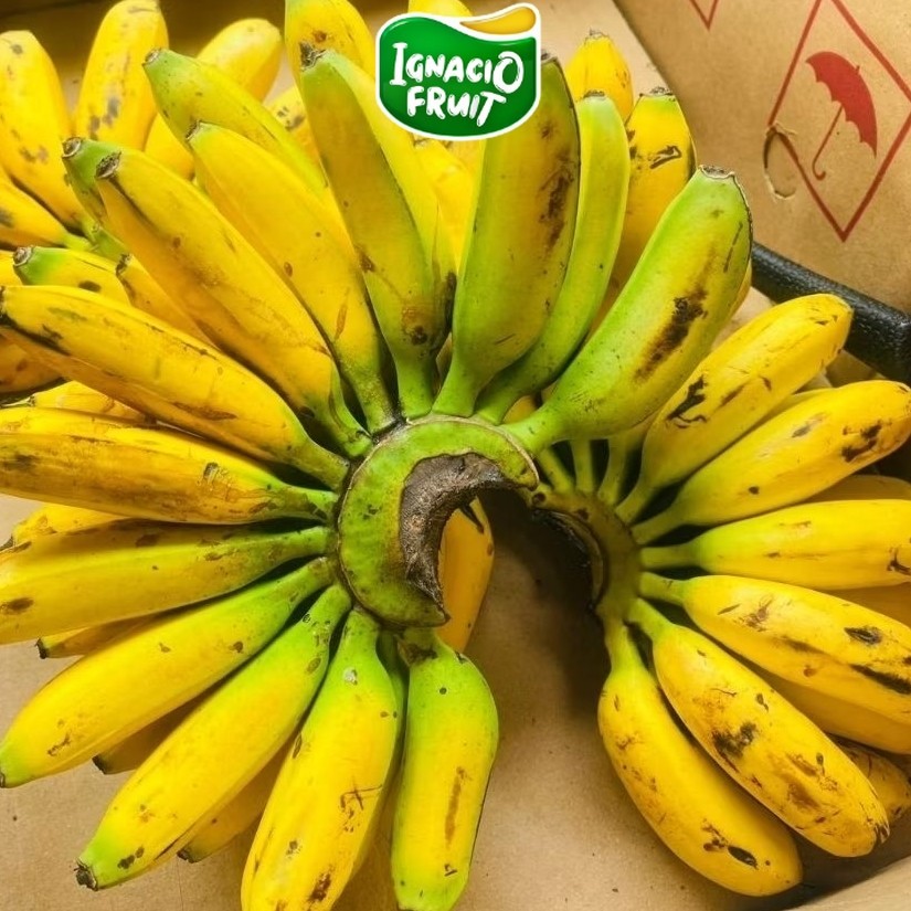 [INSTAN] Pisang Mas Sunpride 1 Sisir Segar IgnacioBox /Sameday/buah/buah lokal/buah import/jakarta