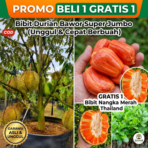 Bibit Durian BAWOR Jumbo Super Unggul BELI 1 GRATIS 1 NANGKA MERAH Thailand
