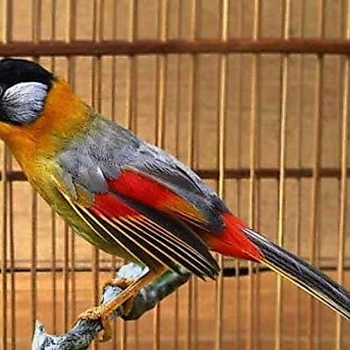 Jayus - Burung Pancawarna Aviary
