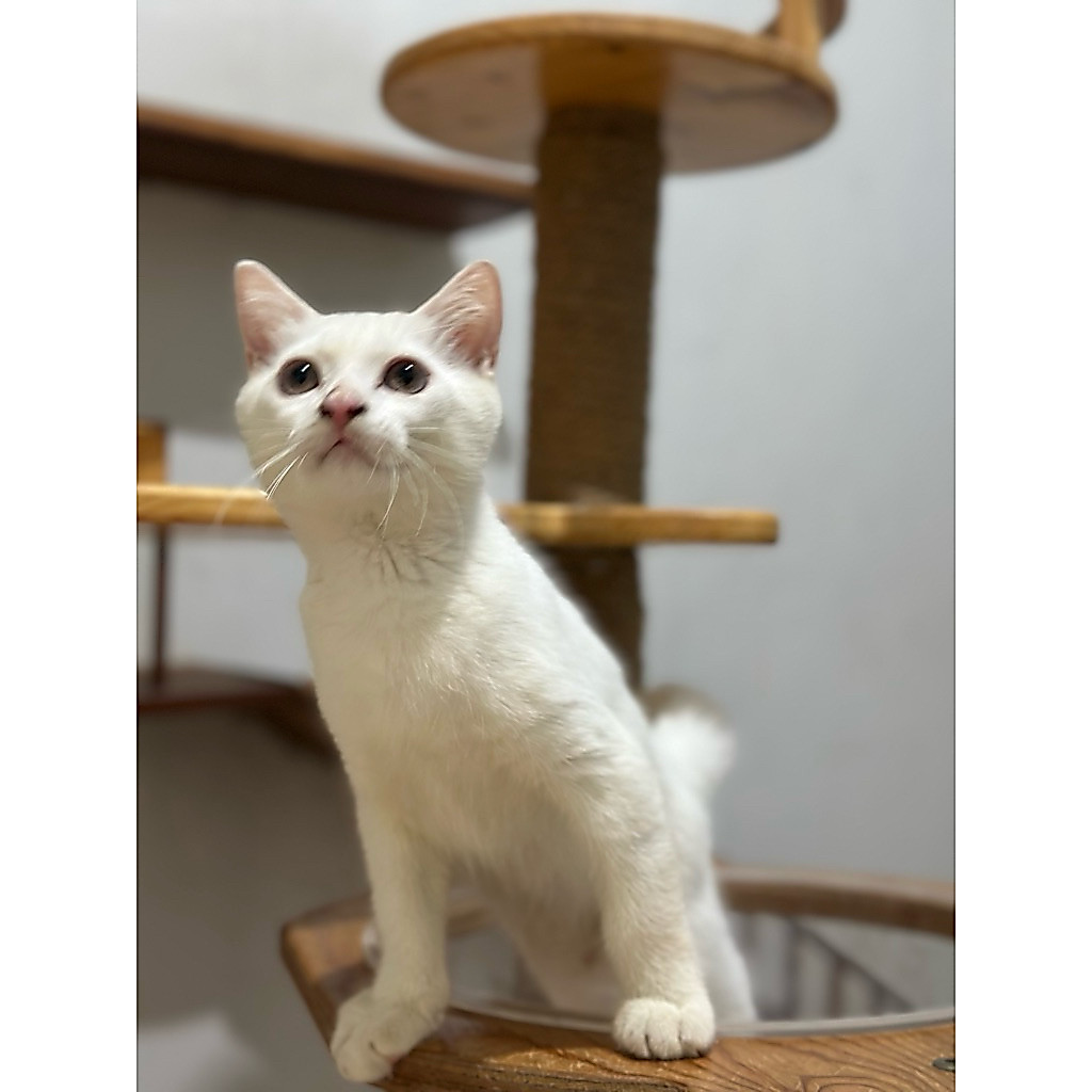 kucing bsh mix persia whitesolid