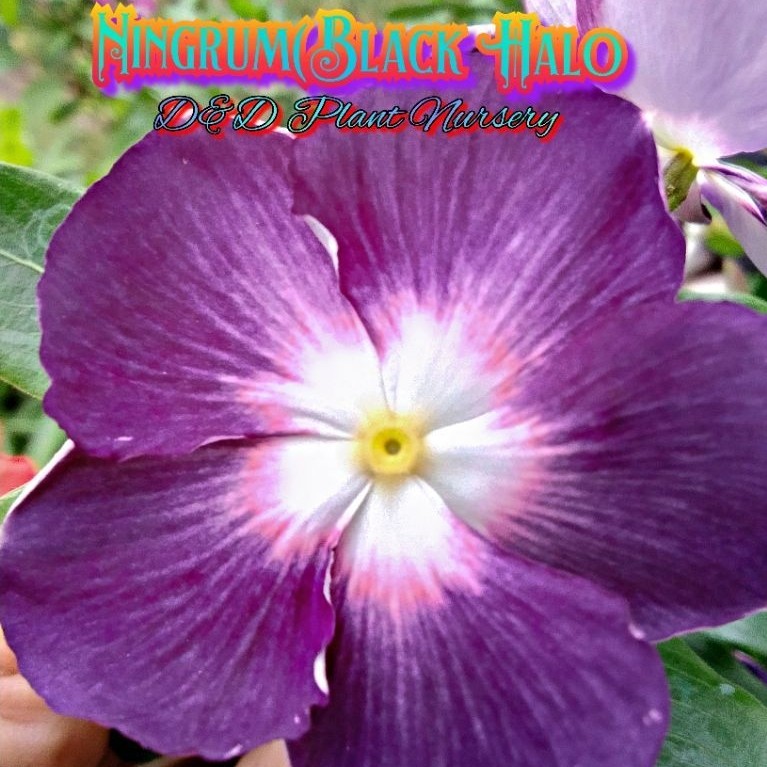 Vinca Seed_biji bunga vinca NINGRUM(BLACK HALO)