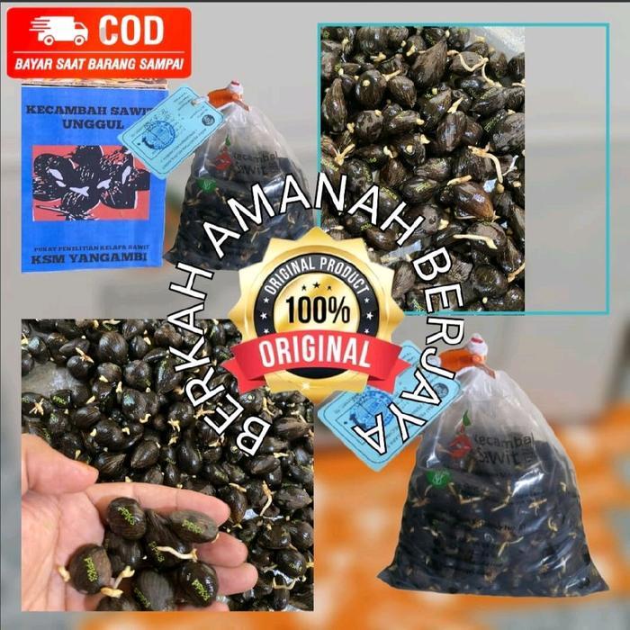 kecambah sawit unggul DxP PPKS YANGAMBI BERKUALITAS - pelepah panjang, 150 butir