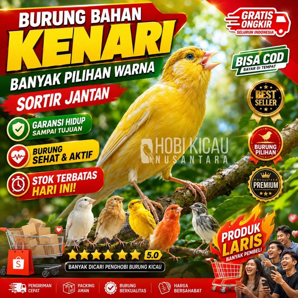 burung kenari bahan loper banyak pilihan warna dan riwikan jantan panda
