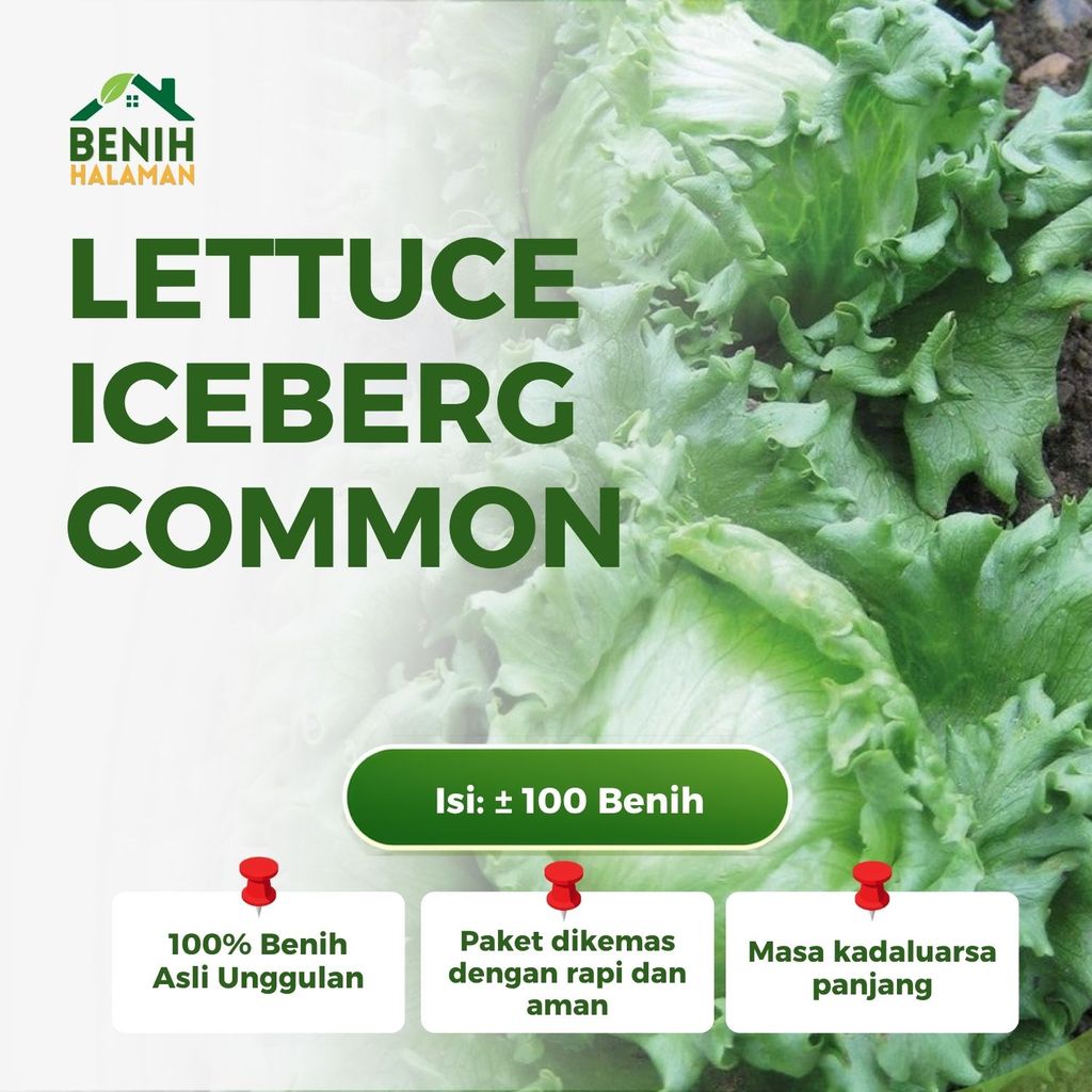 100 Benih Lettuce Iceberg Common Selada Iceberg