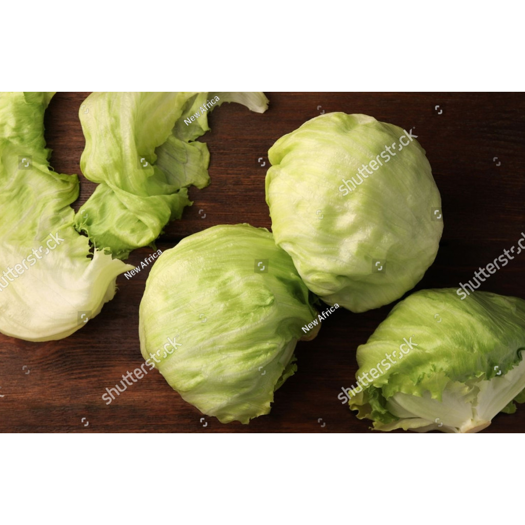 BDG Benih Selada Iceberg Head Lettuce