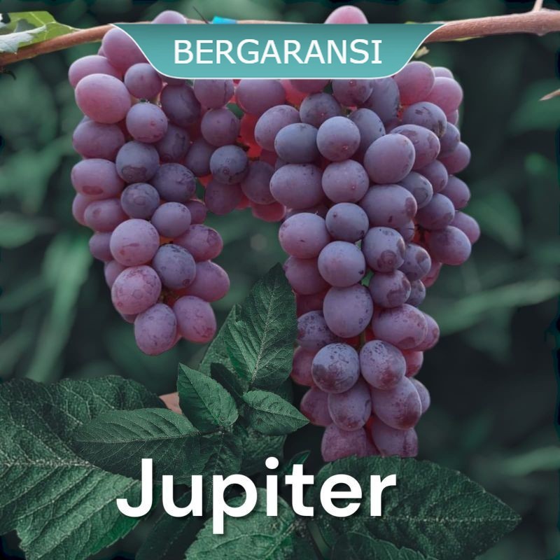 BIBIT ANGGUR IMPORT JUPITER BERGARANSI HASIL GRAFTING TANPA BIJI MUDAH BERBUAH WARNA MERAH AROMA MUS