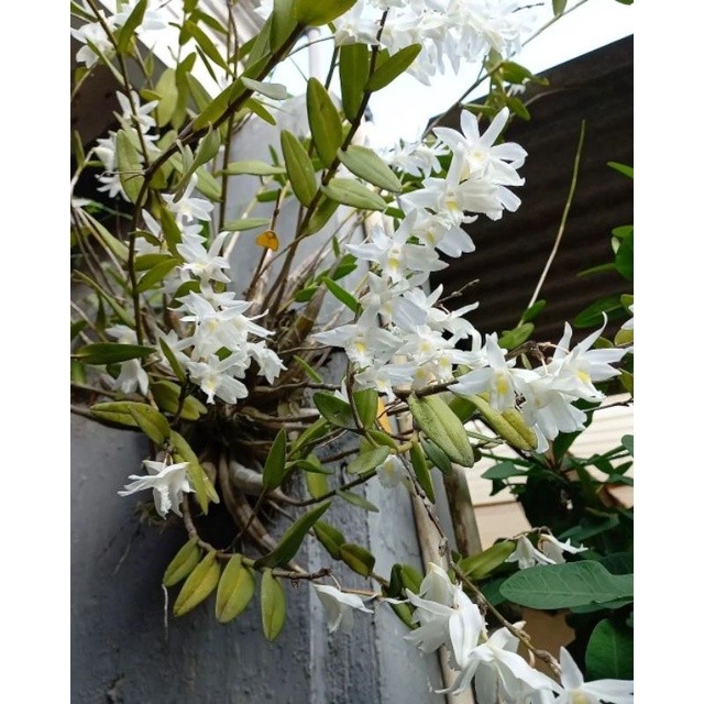Anggrek dendrobium merpati dewasa (rimbun)