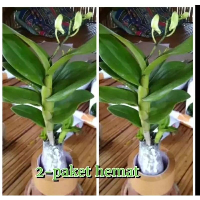 •• Promo (2)paket hemat tanaman anggrek dendrobium- pohon anggrek dendrobium hijau 