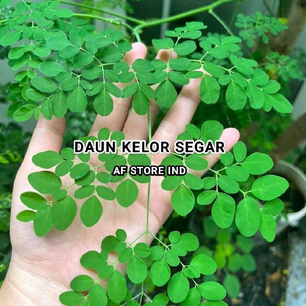 Tanaman Daun Kelor Segar Alami 1 Kg - Daun kelor segar