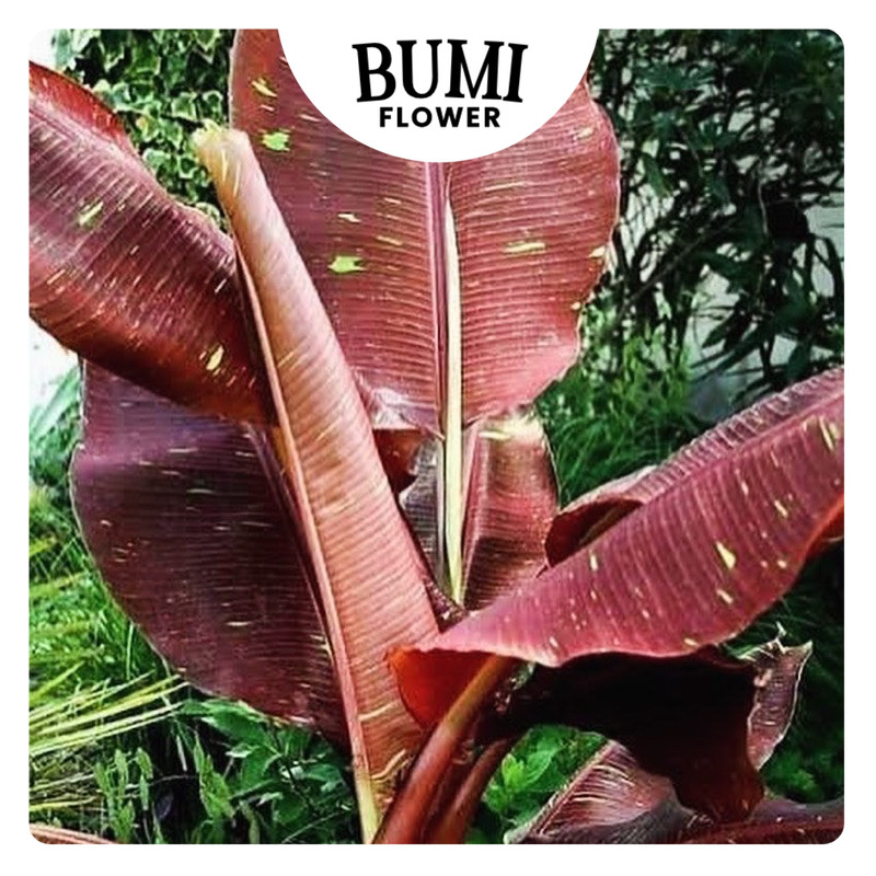 Red Banana Musa 'Siam Ruby'- Bumi Aroid Gurun Pisang Premium Zebra Hias