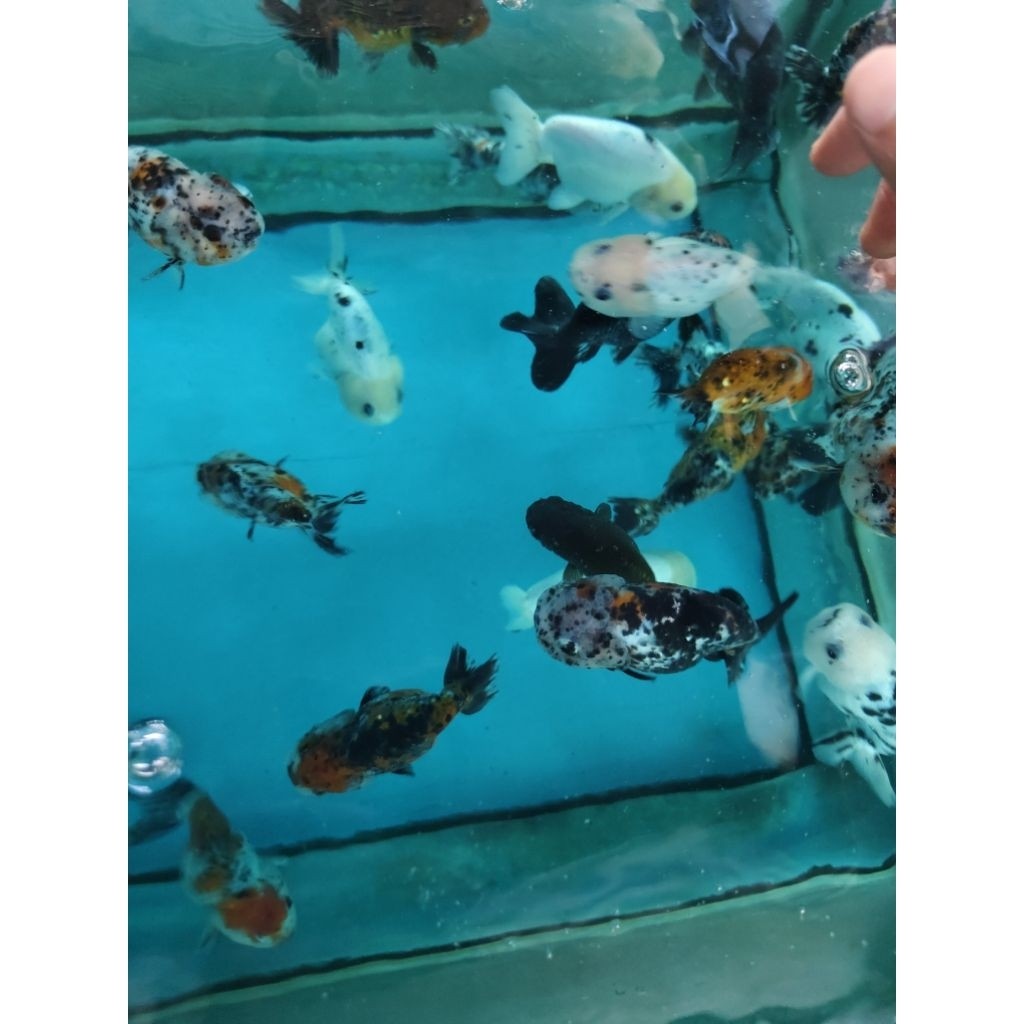 Ranchu sapi size -+ 7 cm tiger ranchu calico ikan maskoki ranchu
