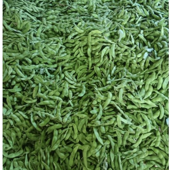 benih kedelai edamame
