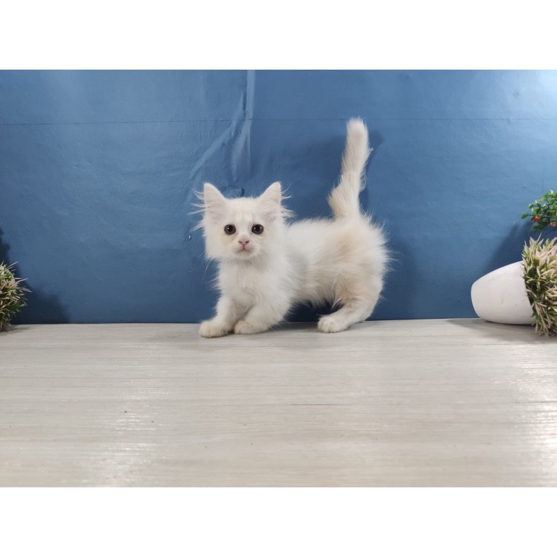 kucing munchkin cebol jantan super lucu kucing sudah pintar
