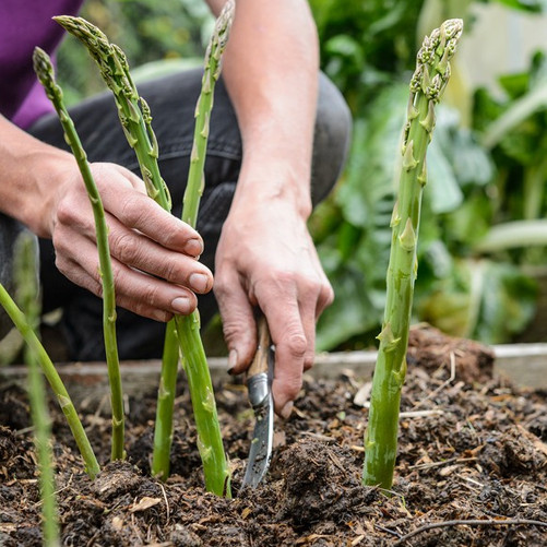 20 butir Asparagus Ornamental Seeds Rare Ornamental Seeds Heirloom Vegetable Seeds Organic Seeds Sib