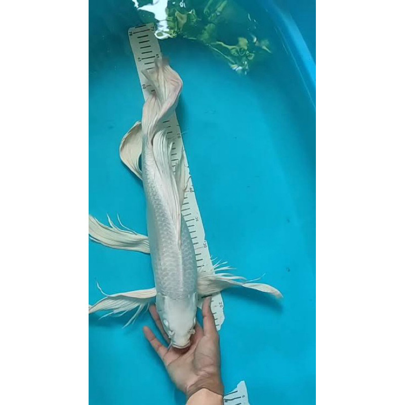 KOI PLATINUM SLAYER SIZE30-35CM BLITAR GRADE A KUMPAI