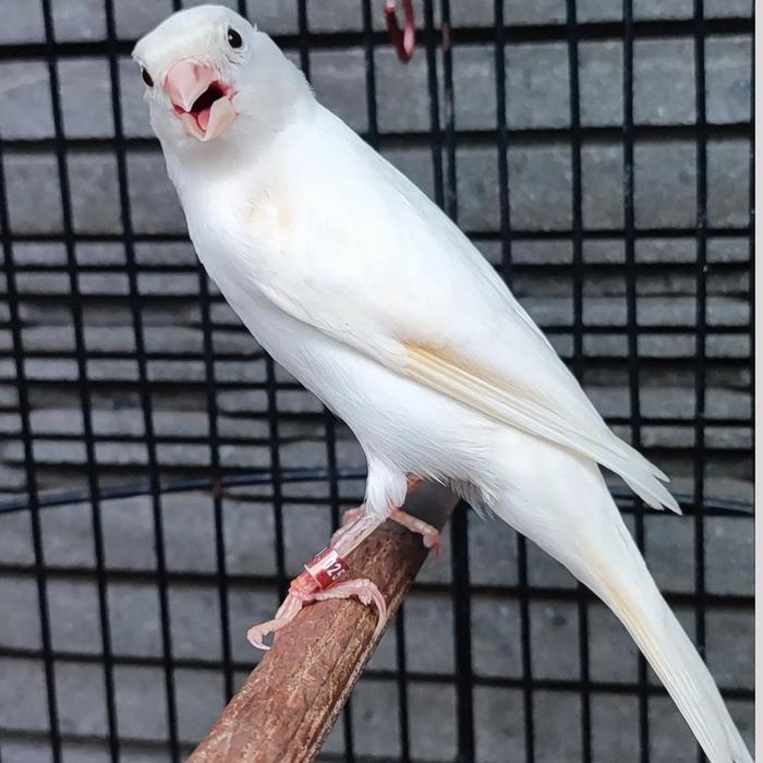CS Burung kenari putih bahan pilihan jantan