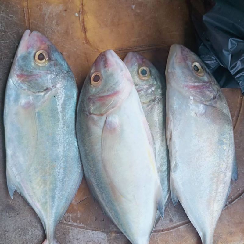 Ikan Kuwe Lilin Hasil Laut Segar Seafood Fresh 1 Kg