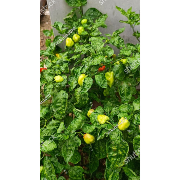 LPG Benih Biji Cabai Katokkon