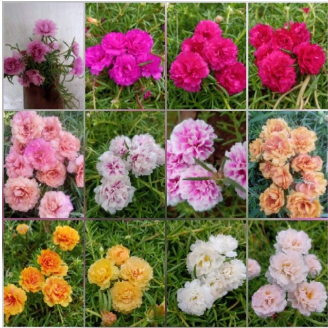 (PROMO) KROKOT BUNGA TUMPUK LOKAL