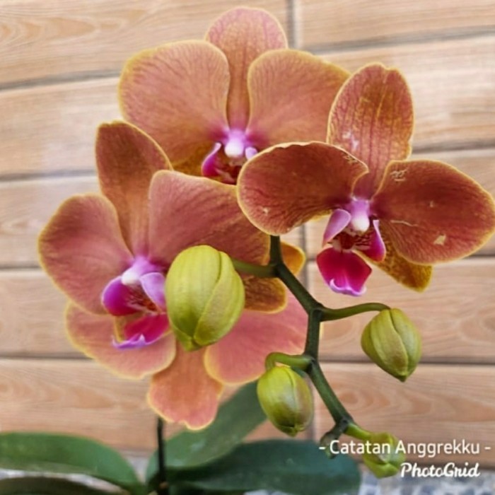 Anggrek Bulan Dewasa Spike Orange