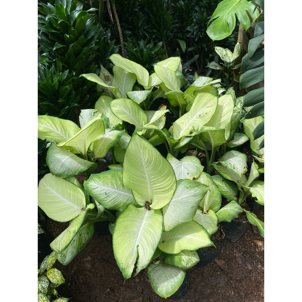 Tanaman Hias Diven Tisu Bangkok Kualitas Terbaik Super Premium