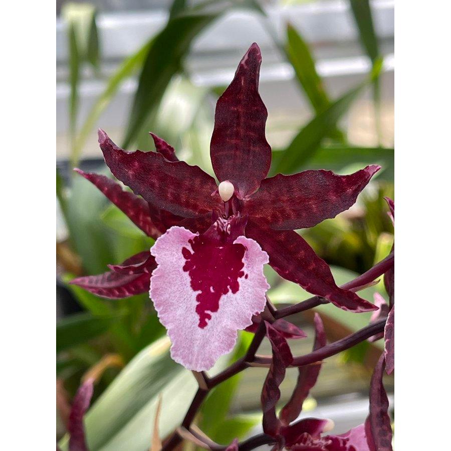 Anggrek Oncidium Massai White