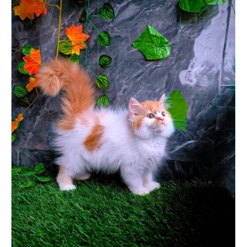 KUCING PERSIA KITTEN/KUCING PEAKNOSE/KUCING PERSIA/KUCING HIMALAYA/KUCING ABU