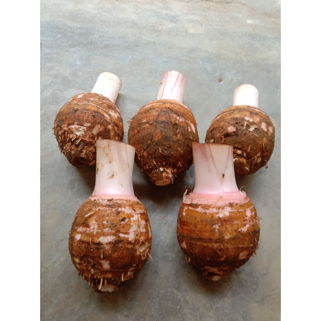 Umbi Talas Bogor / Talas Pratama Asli Segar Pulen Talas Ketan