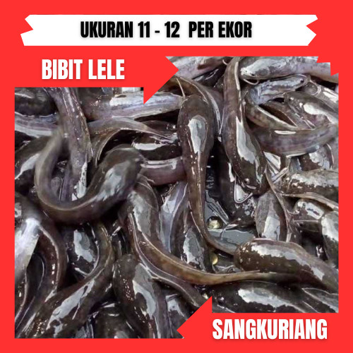 bibit lele ukuran 11-12 cm per ekor