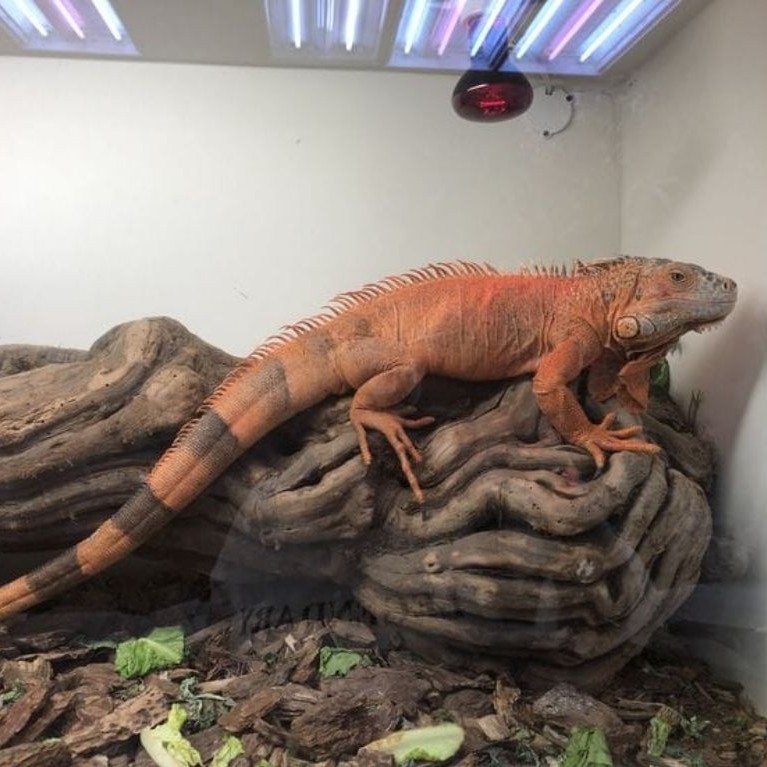 Iguana Super Red Jumbo Dewasa Gendong Telur