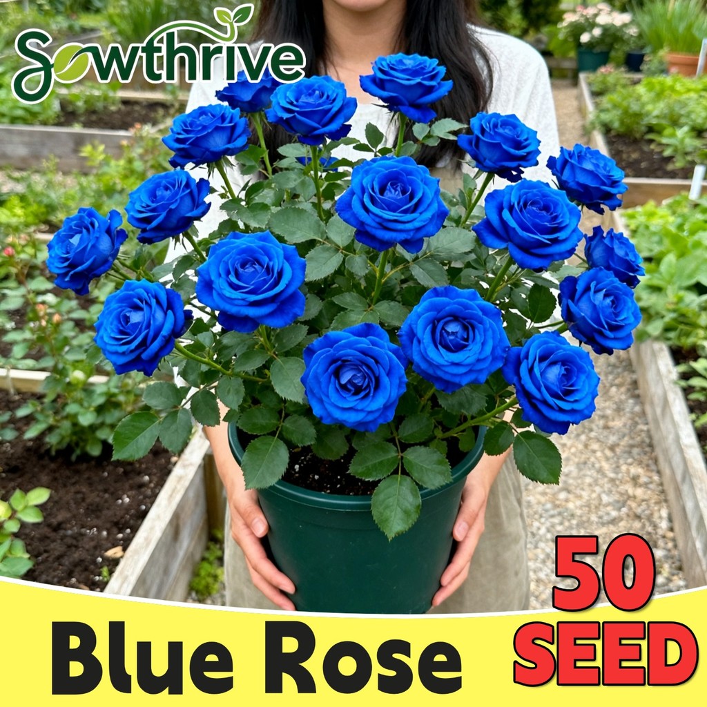 50 Butir Biji Benih Bunga Mawar Biru Blue Rose Seeds Bunga Harum Bibit Tanaman Bunga Mawar Jumbo Mud