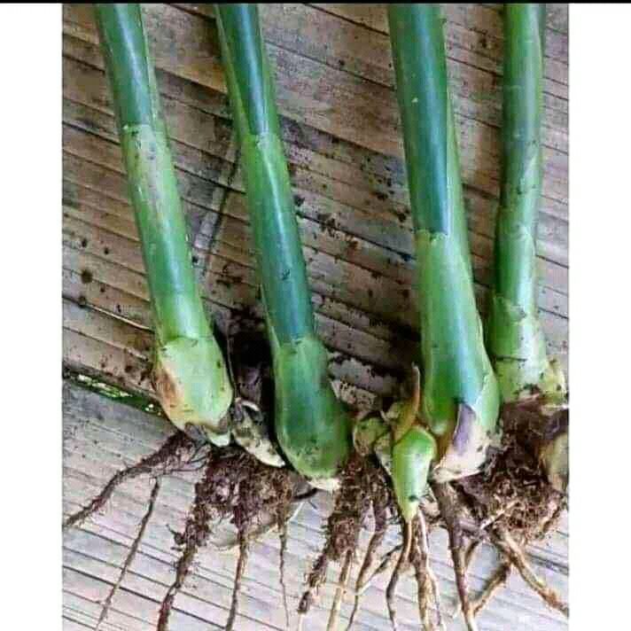 Bibit kecombrang hijau atau honje