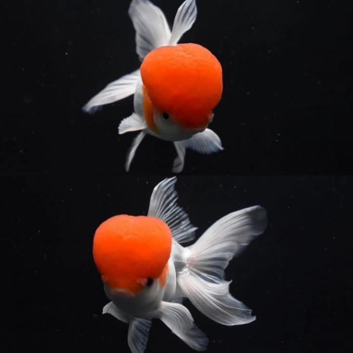 Ikan Hias Mas Koki Oranda Redcup Cherry Head Good Quality