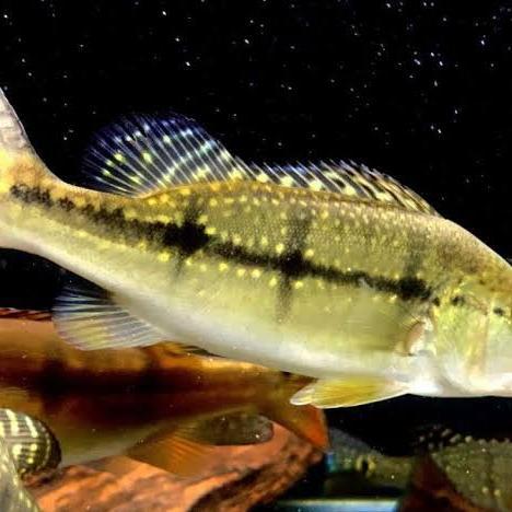 pbass xingu pure pbas xingu tankmate 5-6 cm